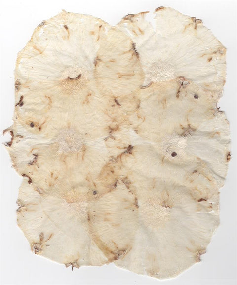 VF Papyrus - Pineapple (Peeled)