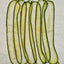 VF Papyrus - Zucchini (Long)