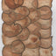 VF Papyrus - Pear